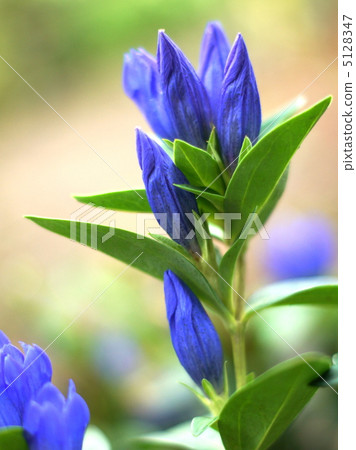 龍膽（藍紫色）：邋 5128347