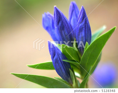 Gentian (bluish purple): draggly Gentian (bluish purple): draggly 5128348