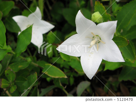 White gentian 5128470