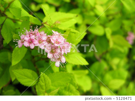 Shimotsuke's flower 5128471