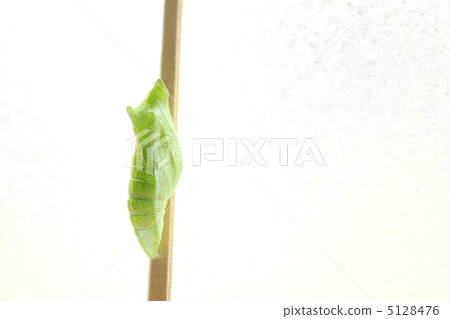 pupa 5128476