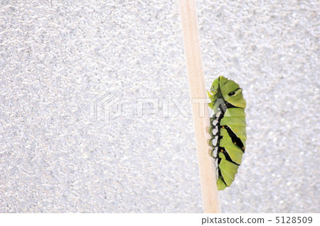 A swallowtail butterfly larva 5128509