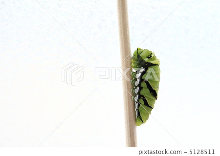 一隻燕尾蝶蝴蝶幼蟲 5128511