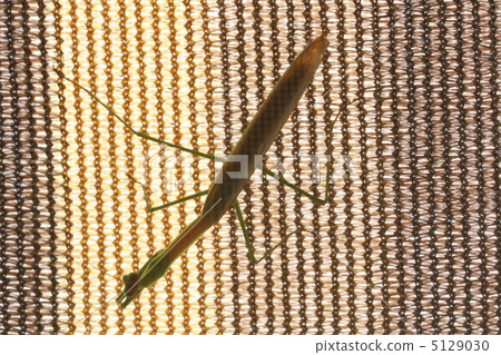 Mantis 5129030