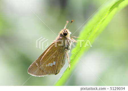 Ichimon dieselis 5129034