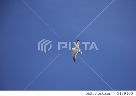 seagull 5129100
