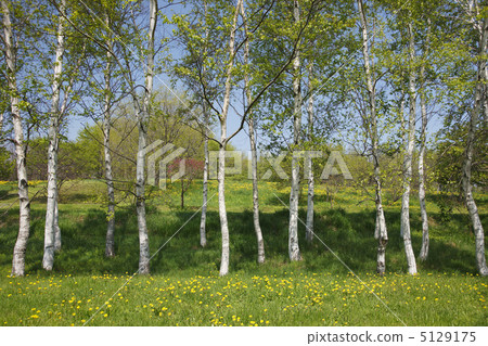 白樺樹 白樺樹 5129175