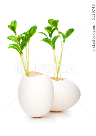 New life concept with seedling and egg on white New life concept with seedling and egg on white 5129748