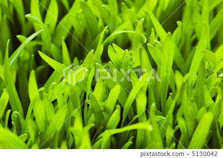 Green glass isolated on the white background Green glass isolated on the white background 5130042