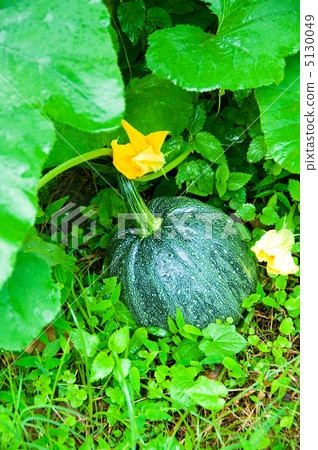 Ripen pumpkin on the field Ripen pumpkin on the field 5130049