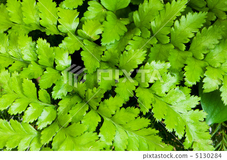 Fern leaves as a background Fern leaves as a background 5130284