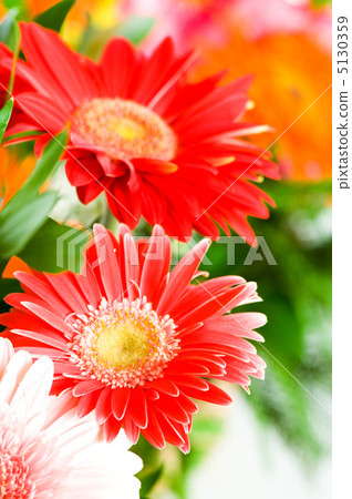 Gerbera flowers agaisnt green blurred background Gerbera flowers agaisnt green blurred background 5130359