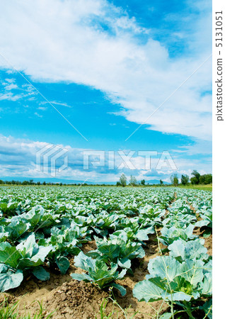 Many rows of green cabbage 5131051