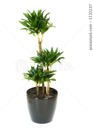 Dracaena plant isolated on the white background Dracaena plant isolated on the white background 5132237