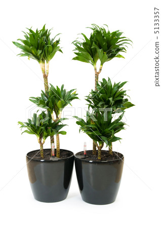 Dracaena plant isolated on the white background Dracaena plant isolated on the white background 5133357