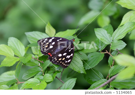Female of Omurasaki 5134065