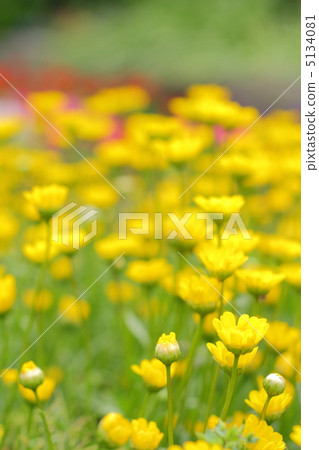 Chrisaneme Mulchicore花園 5134081
