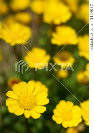 Flower garden of Chrisaneme Mulchicore 5134087