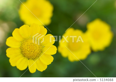 Chrisansemmu Mulchicore 5134088