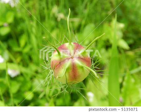 Fruit of clover 5135071