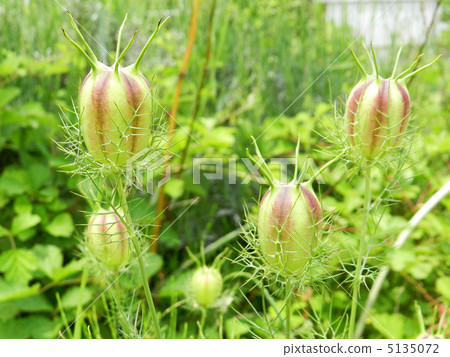 Fruit of clover 5135072