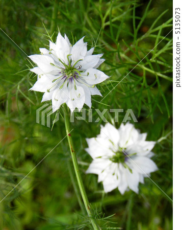 Black clover (black seed grass) 5135073