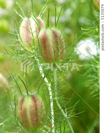 Fruit of clover 5135074