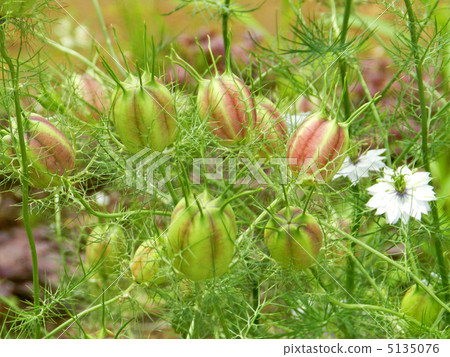 Fruit of clover Fruit of clover 5135076