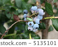 Closed on blueberry 5135101