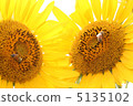 Sunflowers and honey bees 5135102