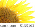 Sun flower 5135103