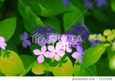 繡球花種植了聚光燈 繡球花種植了聚光燈 5135202