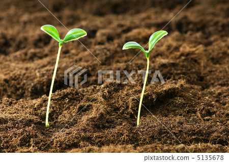 Green seedling illustrating concept of new life Green seedling illustrating concept of new life 5135678