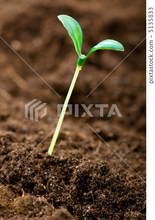 Green seedling illustrating concept of new life Green seedling illustrating concept of new life 5135833