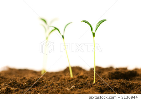 Green seedling illustrating concept of new life Green seedling illustrating concept of new life 5136944