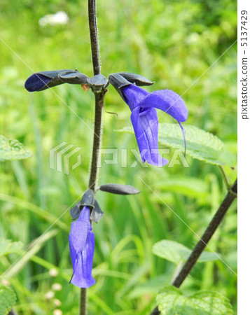 Salvia Guaranitica Salvia Guaranitica 5137429