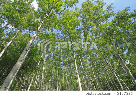 Early summer birch 5137525