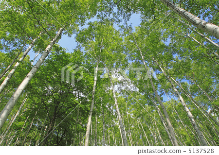 Early summer birch Early summer birch 5137528