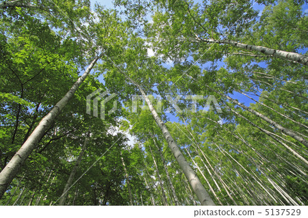 Early summer birch 5137529