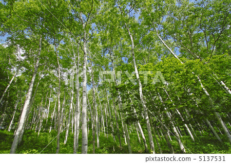 Early summer birch 5137531