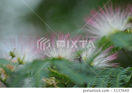 混合的花朵 5137649