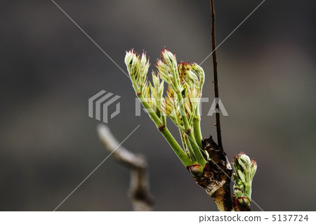 春天的味道“鱈魚的芽” 春天的味道“鱈魚的芽” 5137724
