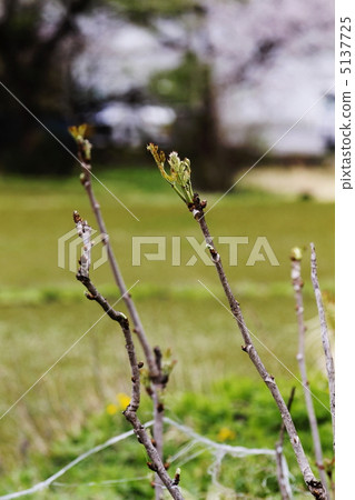 春天的味道“鱈魚的芽” 春天的味道“鱈魚的芽” 5137725