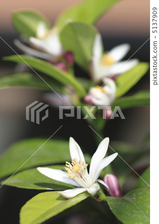 Wenzhou oranges flower 5137909