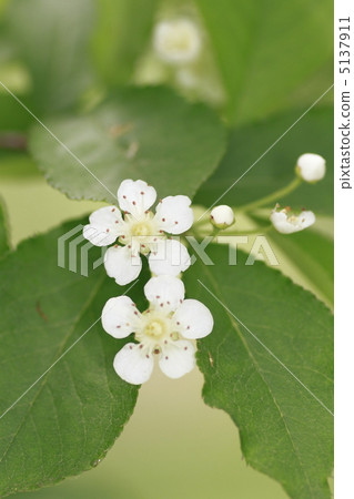 珠美海棠 5137911