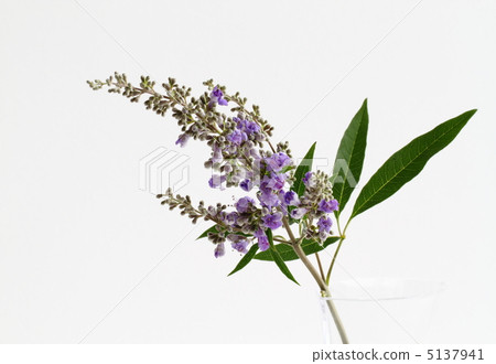 Purple Western ginseng tree 5137941