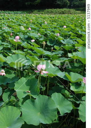 古蓮花的蓮花池(Arase Kamiya歷史公園公園/ Ikumo市島根縣,冰川町) 古蓮花的蓮花池(Arase Kamiya歷史公園公園/ Ikumo市島根縣,冰川町) 5137949