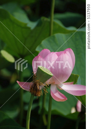 古代荷花（Arase Kamiya歷史公園公園/ Ikumo市島根縣冰川町） 5137950