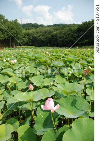 古蓮花的蓮花池（Arase Kamiya歷史公園公園/ Ikumo市島根縣，冰川町） 5137951