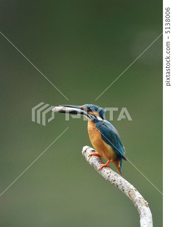 Kingfisher's meal 5138006